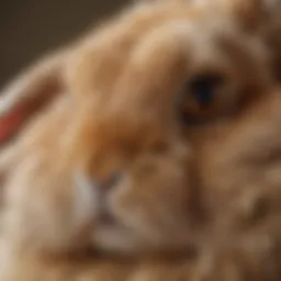 Close-up view of soft rabbit fur showcasing its texture and color variations.