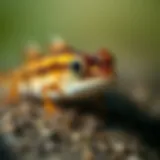 The Sleeper Banded Goby: An In-Depth Exploration Introduction