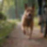 Dog running alongside bike with proper leash attachment