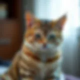 Illustration of a male cat exhibiting symptoms of UTI