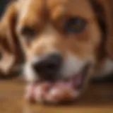 A close-up of a dog licking its paw, examining its behavior.