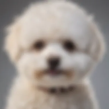 Bichon Mini Poodle Mix showcasing its fluffy coat