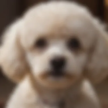 Bichon Mini Poodle Mix in a grooming session