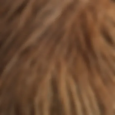 Signs of Canine Hair Loss Close-up of a dog's fur showing signs of hair loss and skin irritation.
