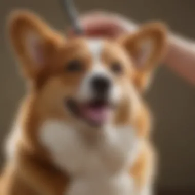 Corgi being groomed, emphasizing care and maintenance needs