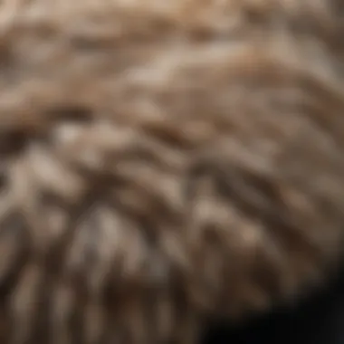 A close-up of a pet's coat showing matting and tangles