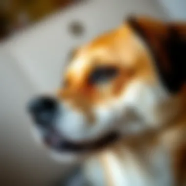 Close-up of a dog's physical symptoms during heat