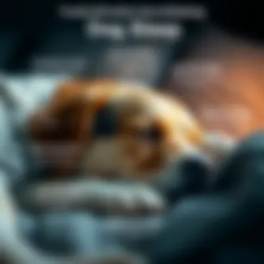 Infographic showing factors affecting dog sleep