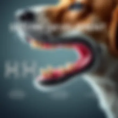 An illustration showing the stages of dental development in dogs from puppy to adult.