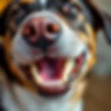 A close-up view of a dog's healthy teeth and gums showcasing proper dental care.