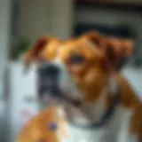 Dog showing signs of gland issues