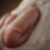 Dog's Paw Anatomy