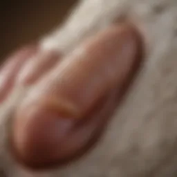 Dog's Paw Anatomy