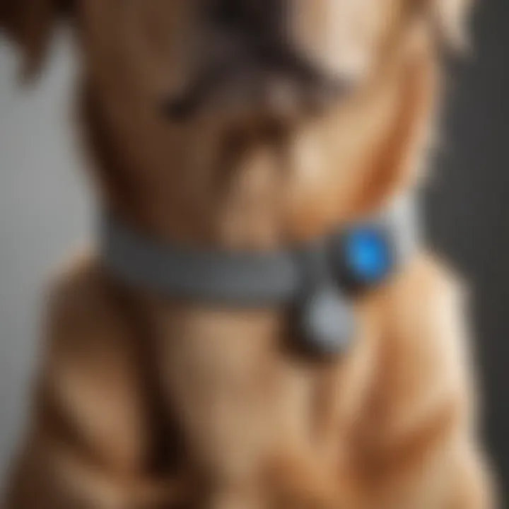 Close-up of a Seresto collar on a pet's neck showcasing its design.