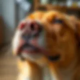 Close-up of a dog's irritated skin showing signs of allergy