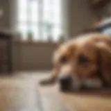 A dog experiencing a mini seizure in a calm indoor environment