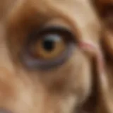 Close-up view of a dog with an ear infection