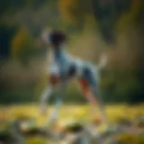 Athletic Build of Pointer Dogs A pointer dog showcasing its athletic build in a natural setting