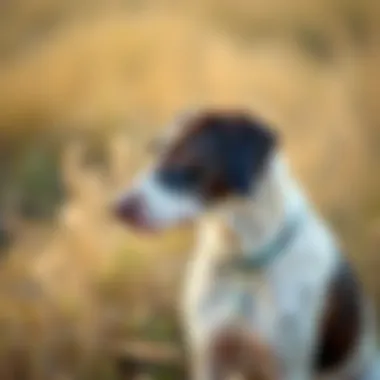 Pointer dog engaged in training, demonstrating focus and obedience
