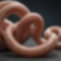 Roundworm lifecycle diagram