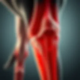 Anatomy of a small dog's knee joint