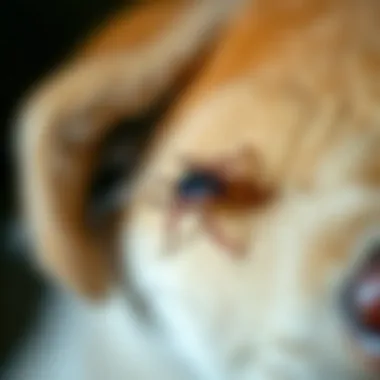 Close-up of a dog with a tick on its fur