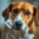 A close-up of a dog scratching its skin, indicating discomfort.