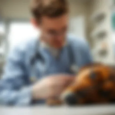 A veterinarian examining a dog's skin during a check-up.