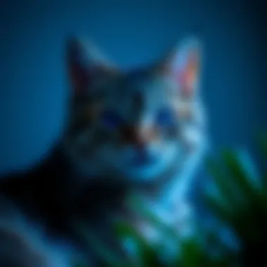 Blue light effects on cat behavior