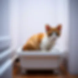 A narrow litter box designed for unique feline needs