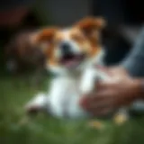 Joyful Dog Belly Rub A joyful dog enjoying a belly rub