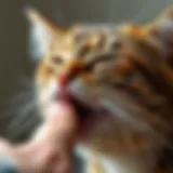 Close-up of a cat licking its owner's hand