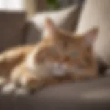 A sleepy cat resting on a couch, showcasing signs of lethargy.