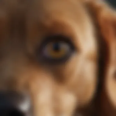 Expert Veterinary Guidance for Dog Eye Care Professional Vet Consultation for Dog Eye Care