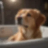 A serene dog enjoying a vinegar rinse bath.