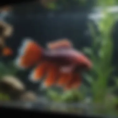 Impact of Filtration on Water Quality Comparing water quality in betta fish tanks with and without filters