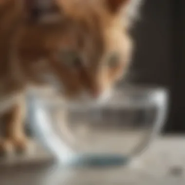 Hydrating water bowls designed for cats