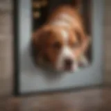 Pet Door Installation Guide