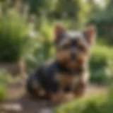 Yorkie Terrier Puppy playing in garden